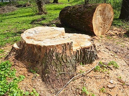 stump grinding Sydney